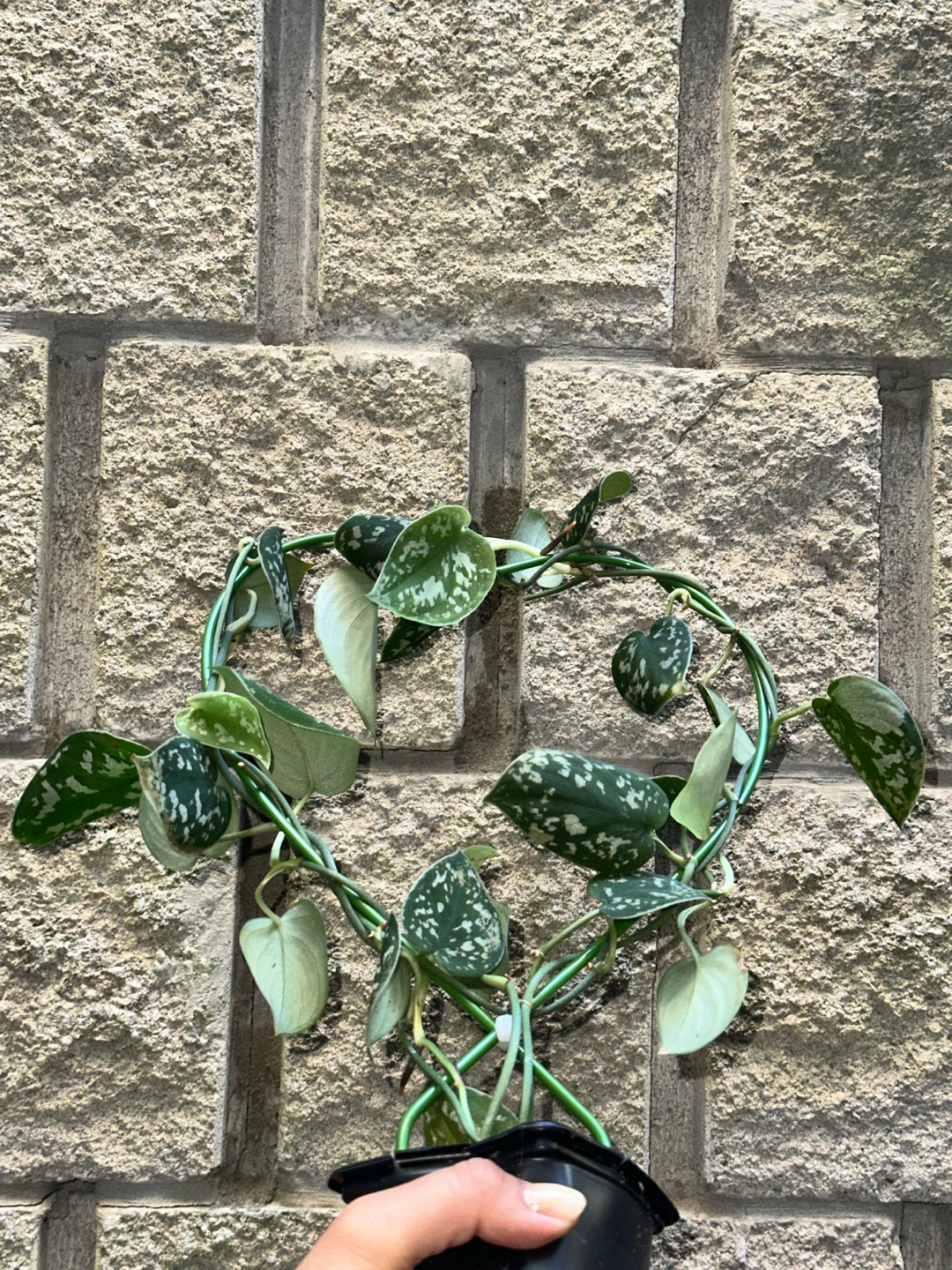 Scindapsus Argyraeus Plant - photo 4