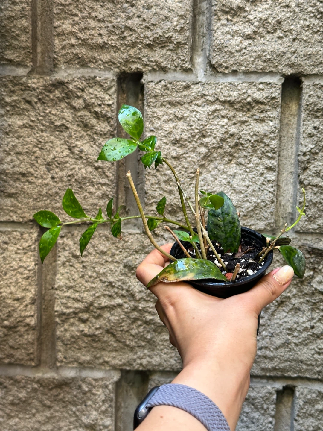 Black Pagoda Lipstick Plant - photo 2
