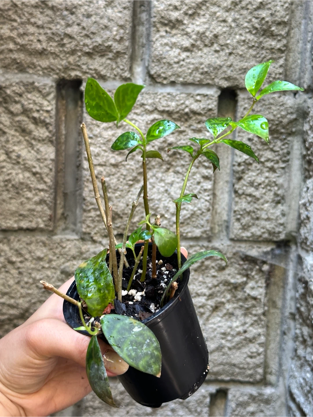 Black Pagoda Lipstick Plant - photo 3