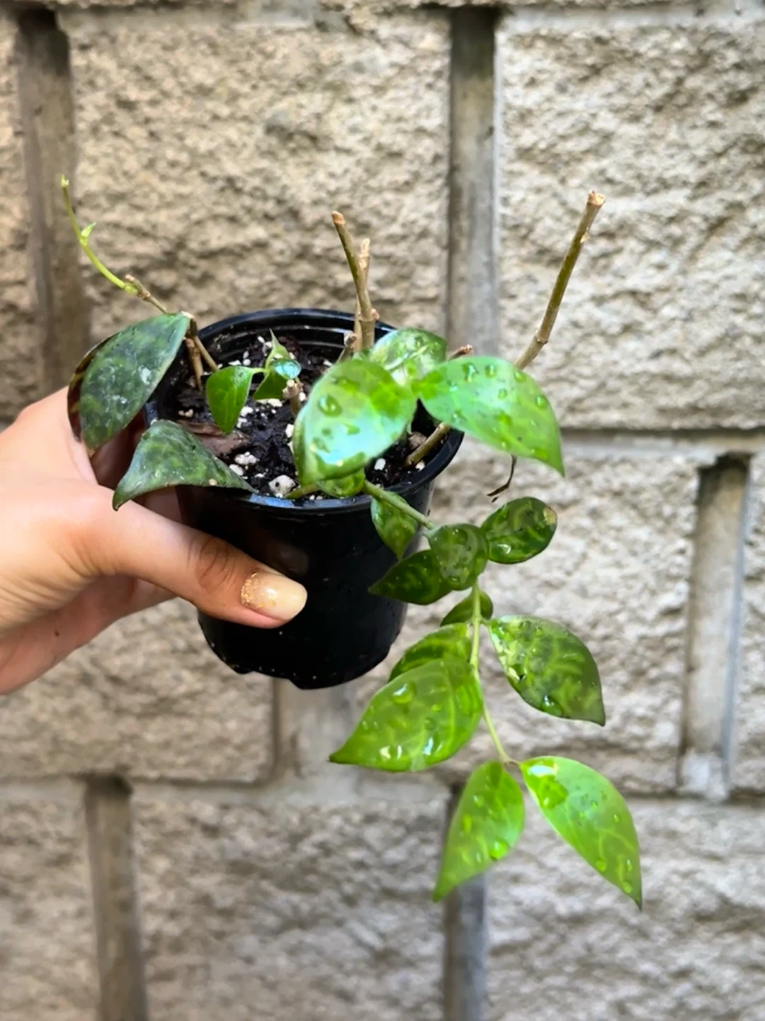 Black Pagoda Lipstick Plant