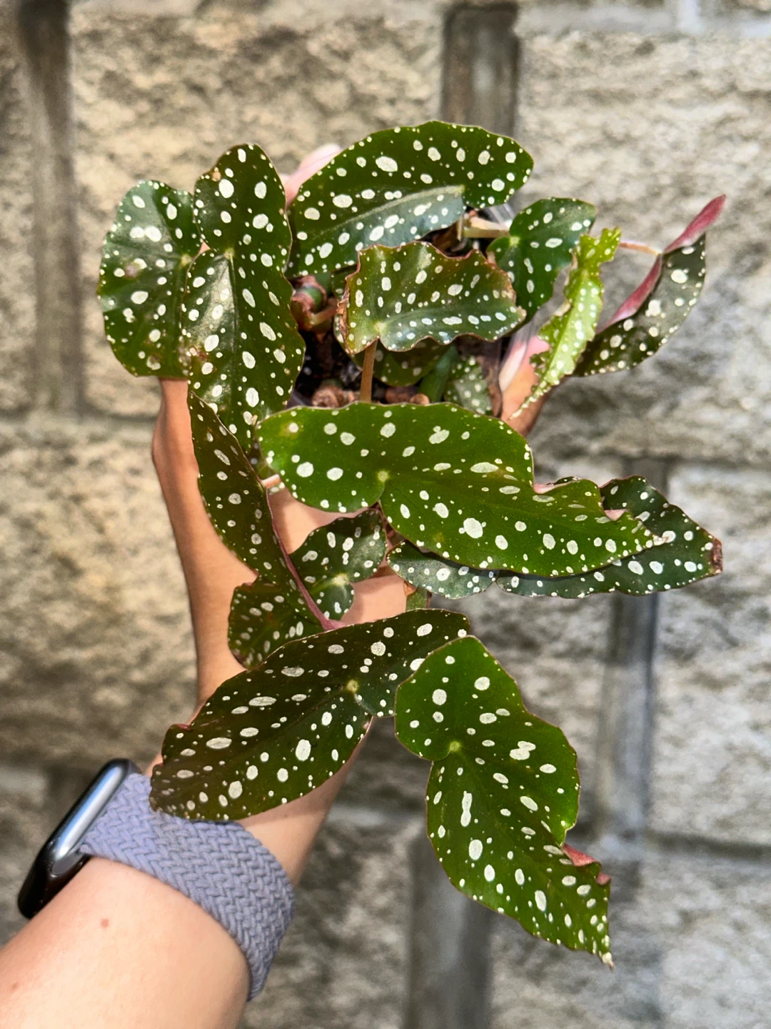 Begonia Maculata Plant