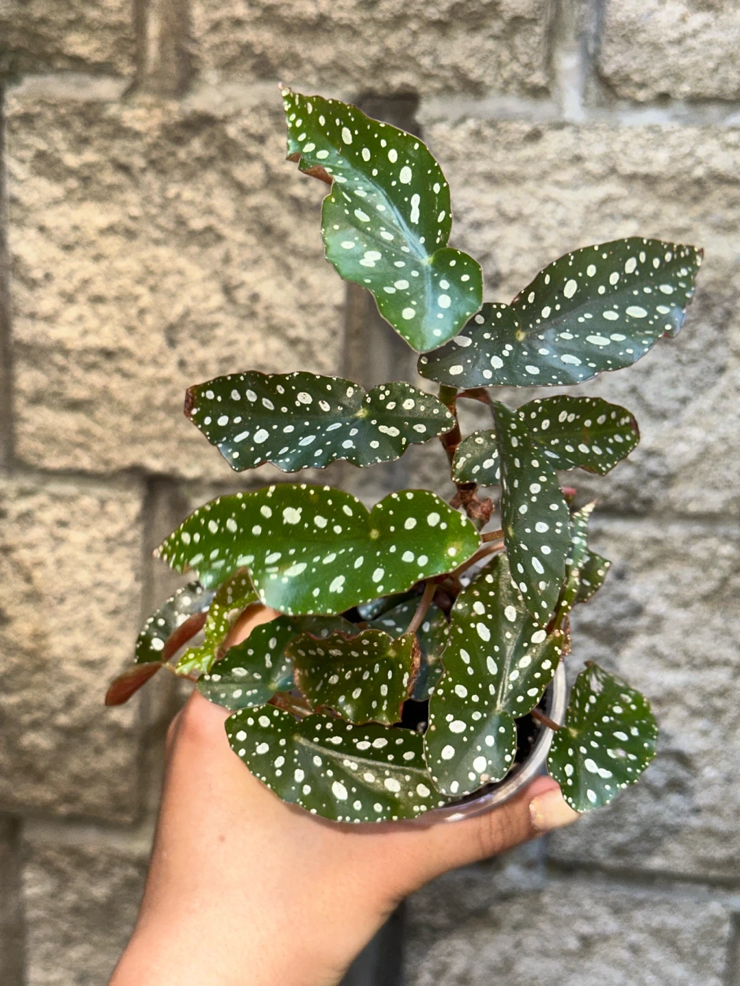 Begonia Maculata Plant - photo 2
