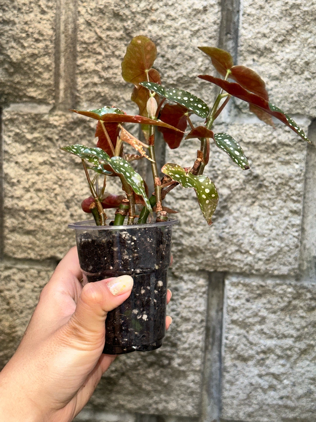 Begonia Maculata Plant - photo 3