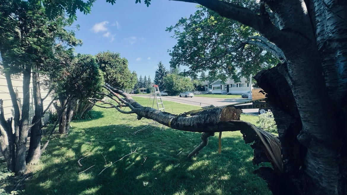 Fallen Branch / Tree removal services