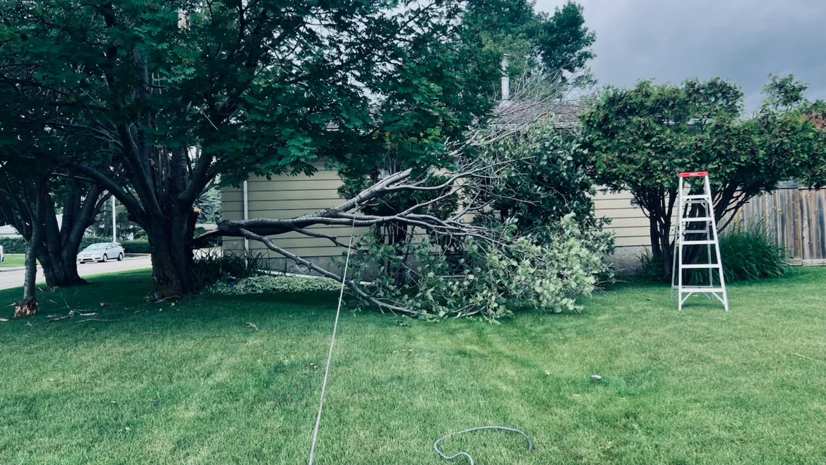 Fallen Branch / Tree removal services - photo 2