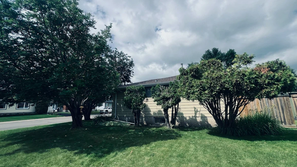 Fallen Branch / Tree removal services - photo 3