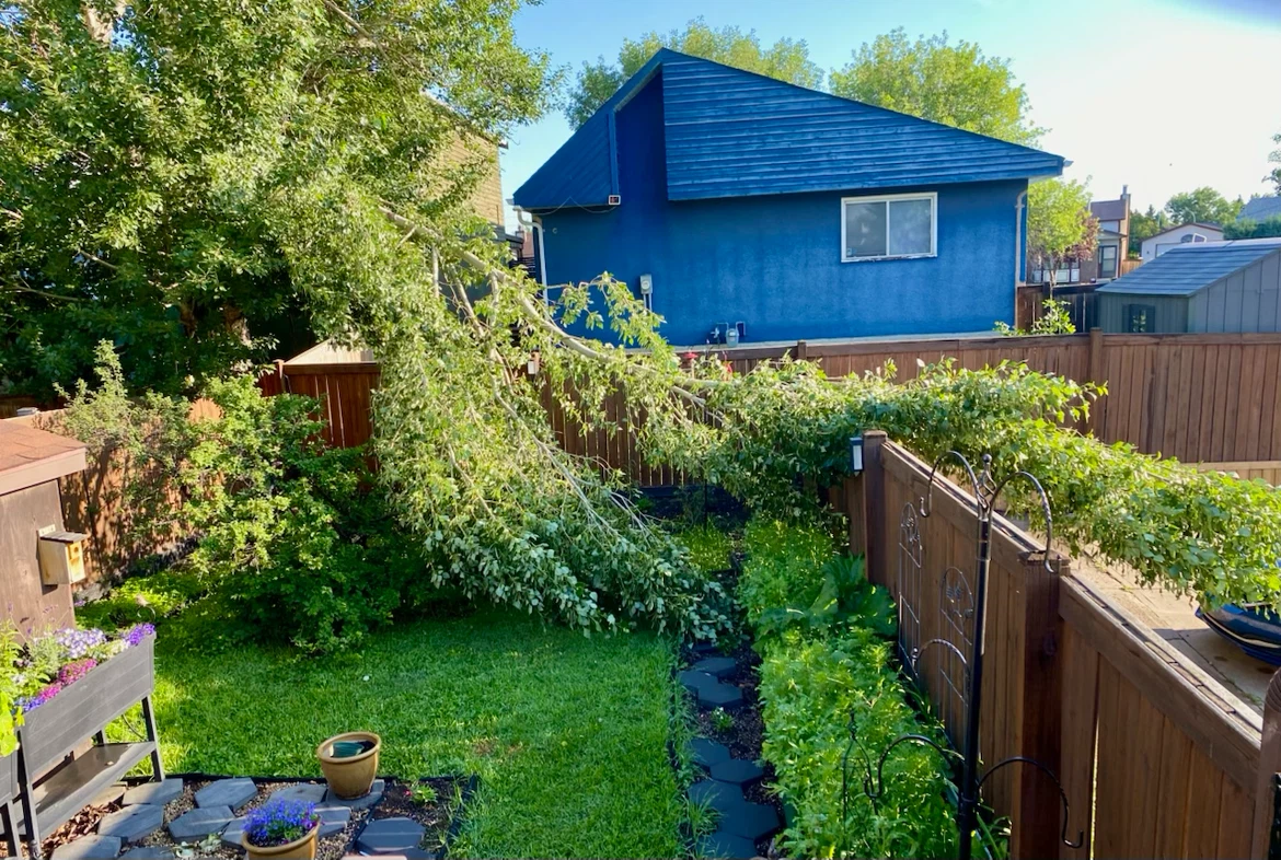 Fallen Branch / Tree removal services - photo 4