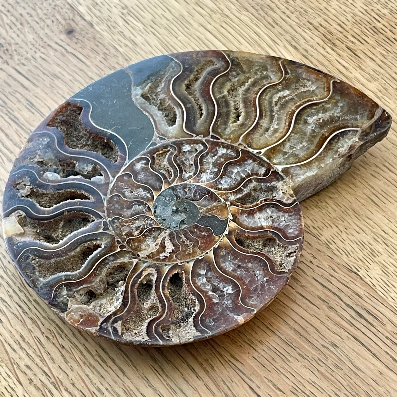 Natural Cleoniceras Ammonite fossil specimen