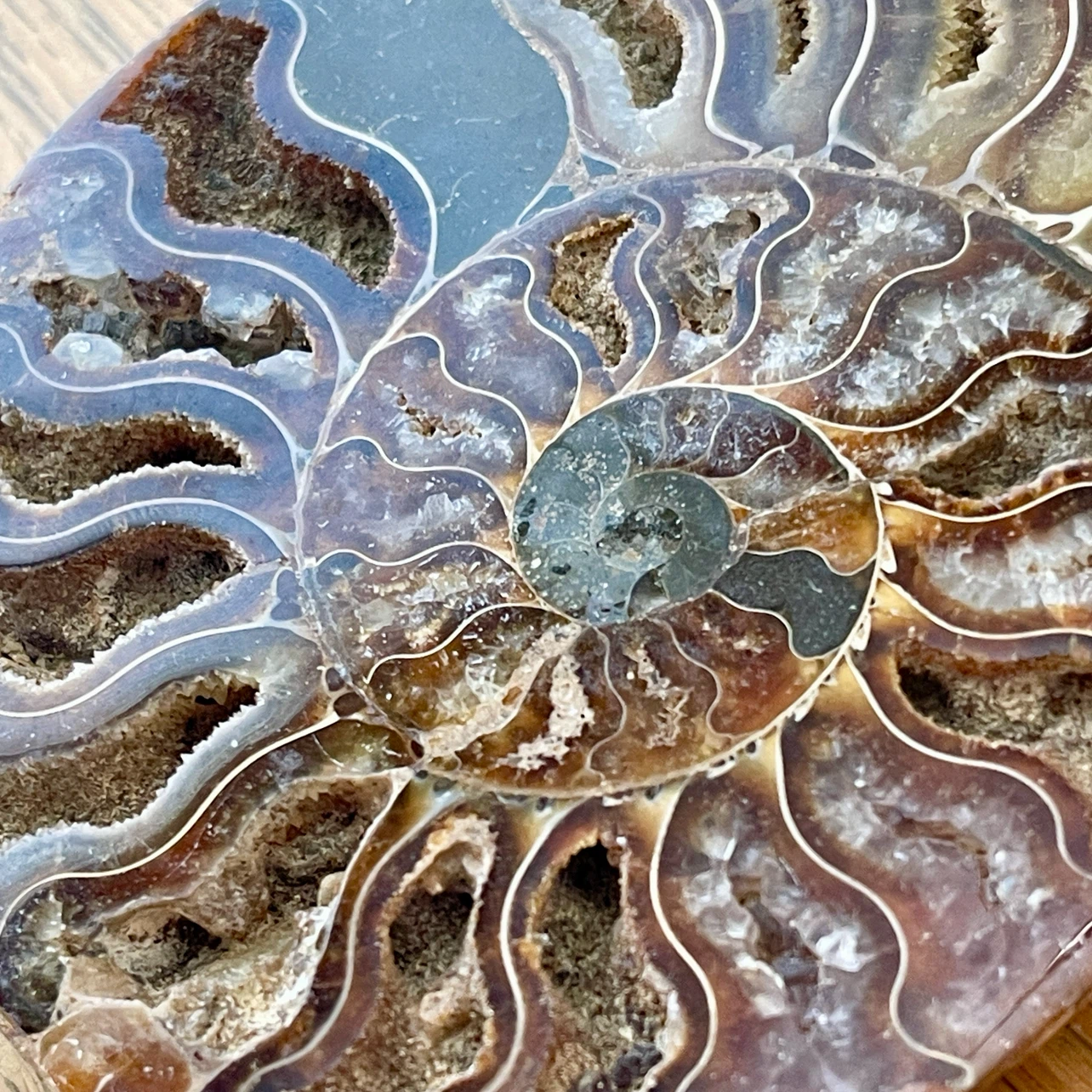 Natural Cleoniceras Ammonite fossil specimen - photo 2