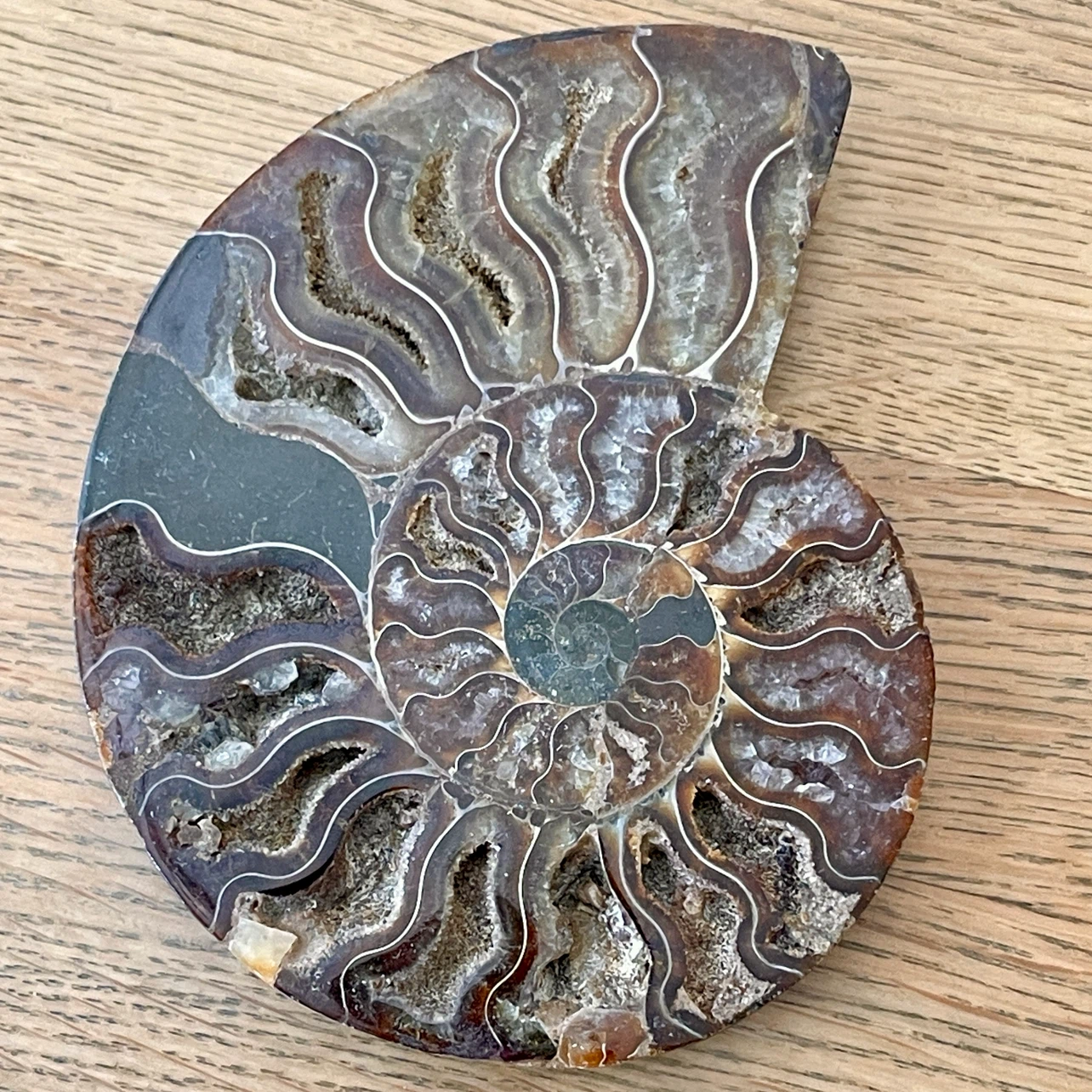 Natural Cleoniceras Ammonite fossil specimen - photo 3