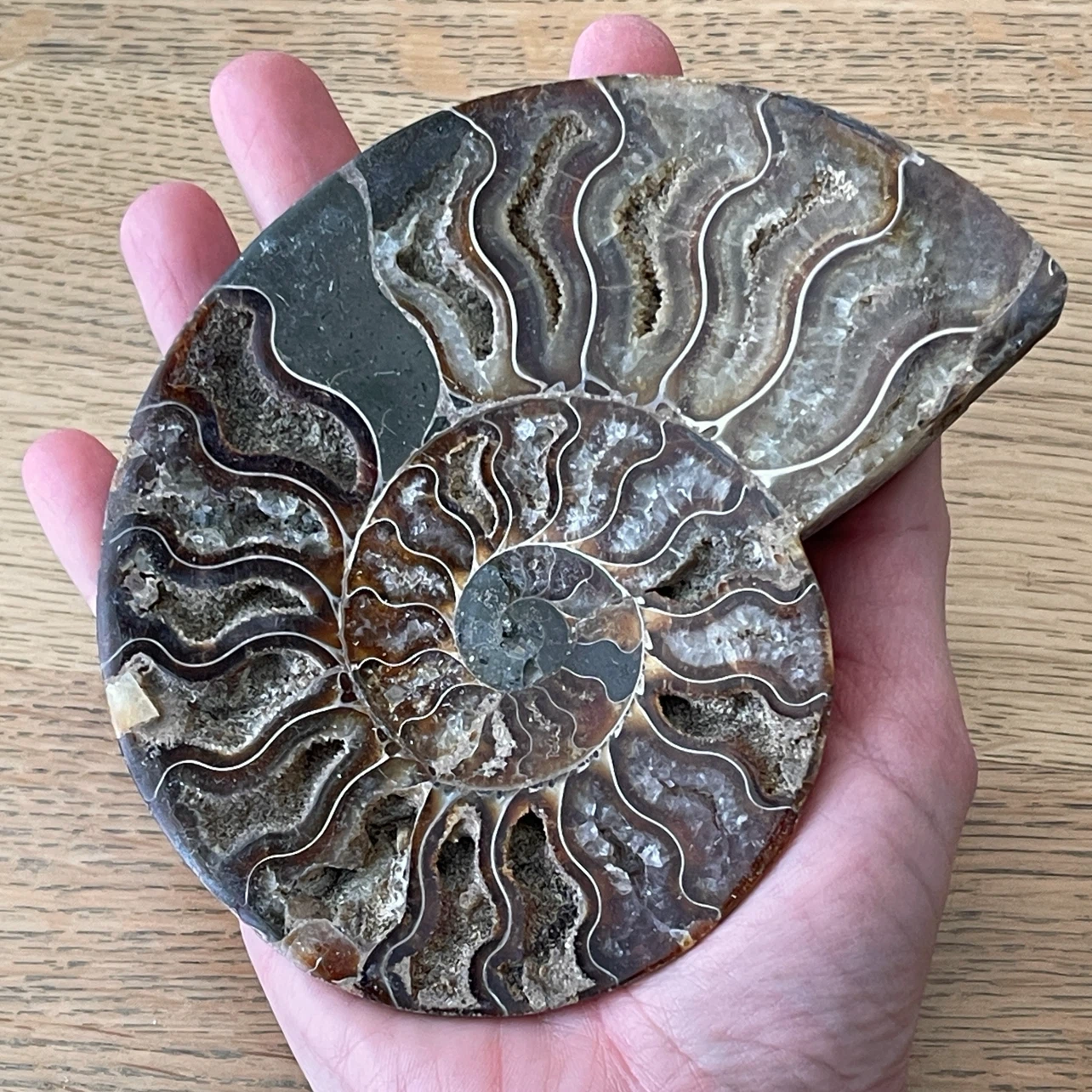 Natural Cleoniceras Ammonite fossil specimen - photo 4