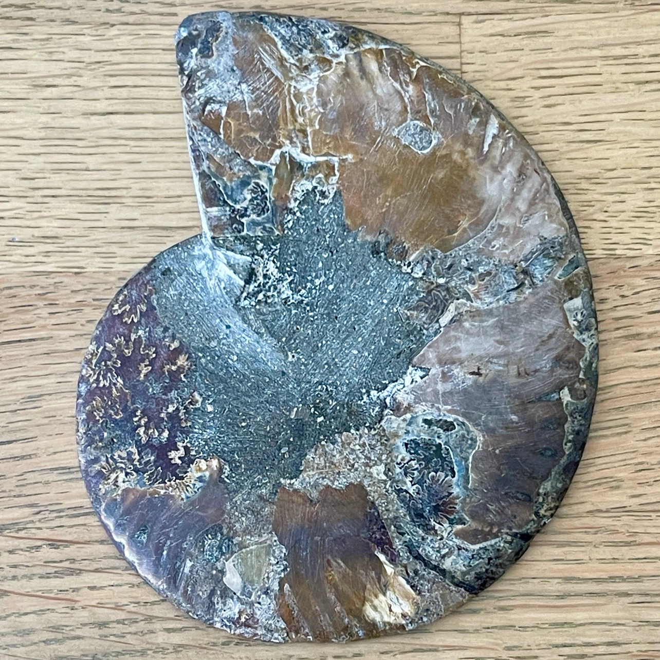 Natural Cleoniceras Ammonite fossil specimen - photo 5