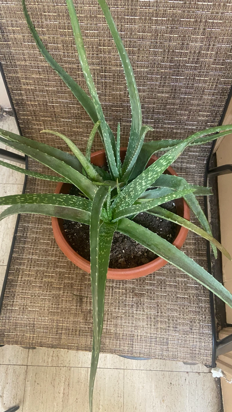 Aloe Vera Plant in Pot