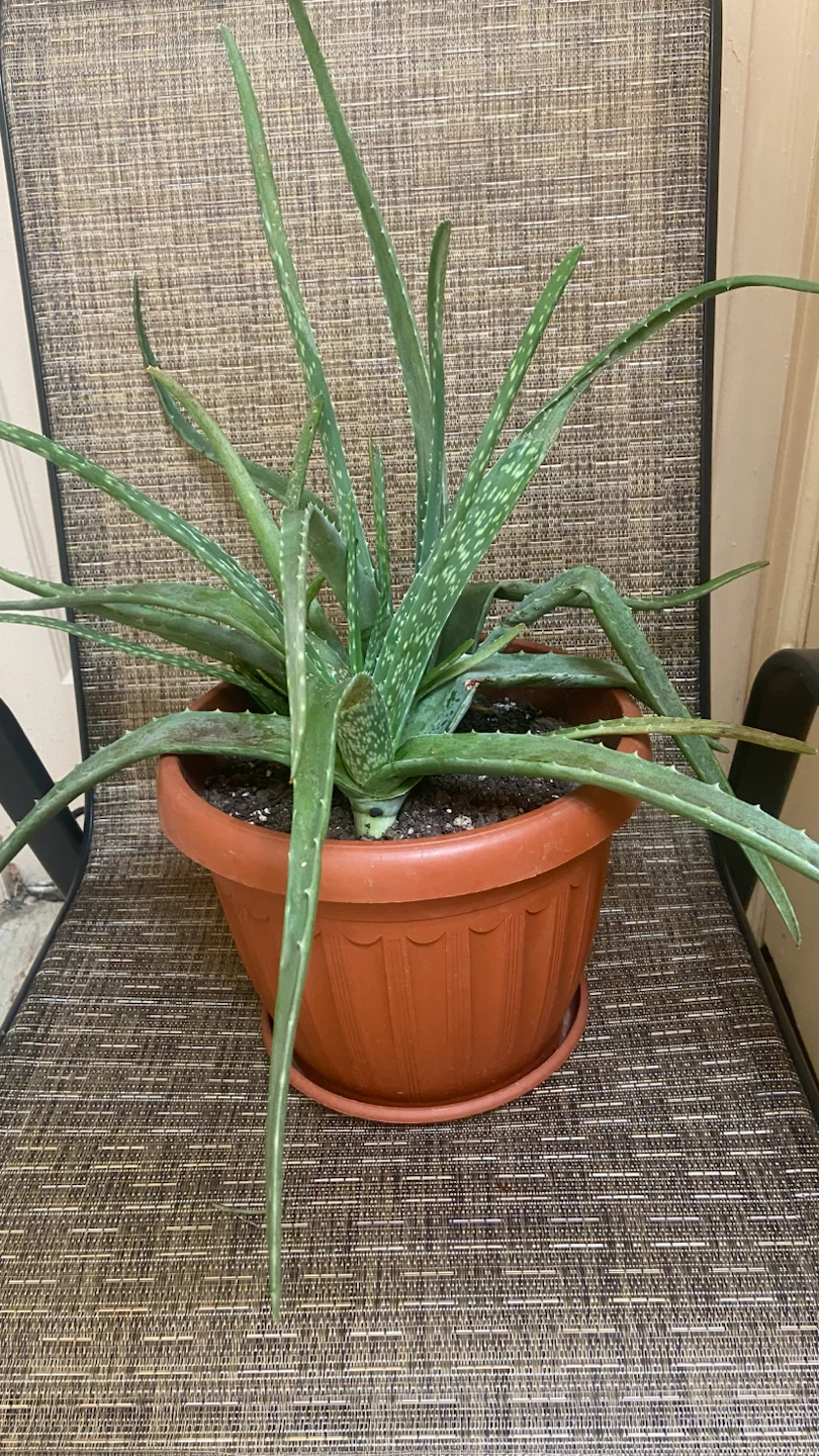 Aloe Vera Plant in Pot - photo 2