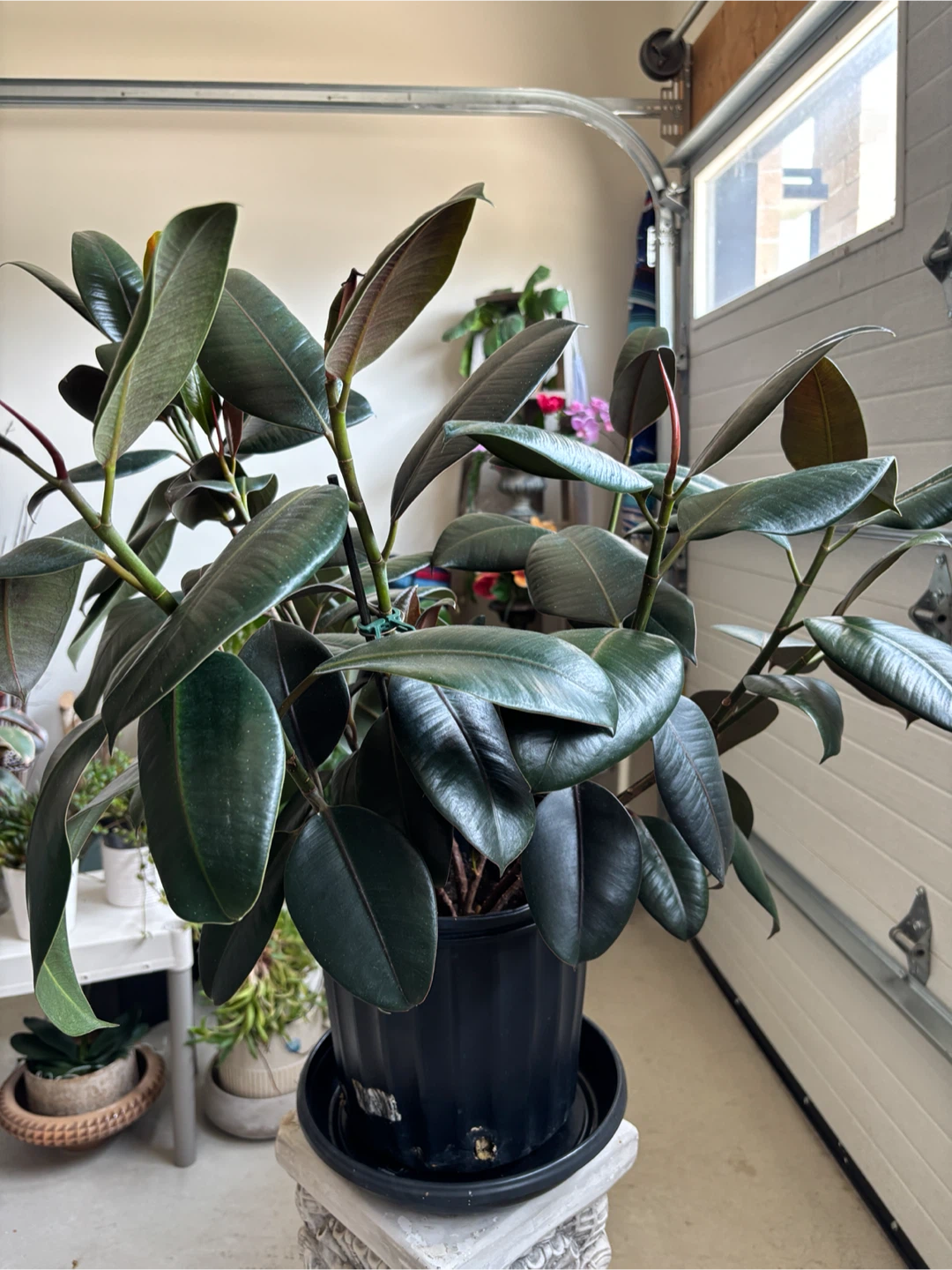 Rubber Plant