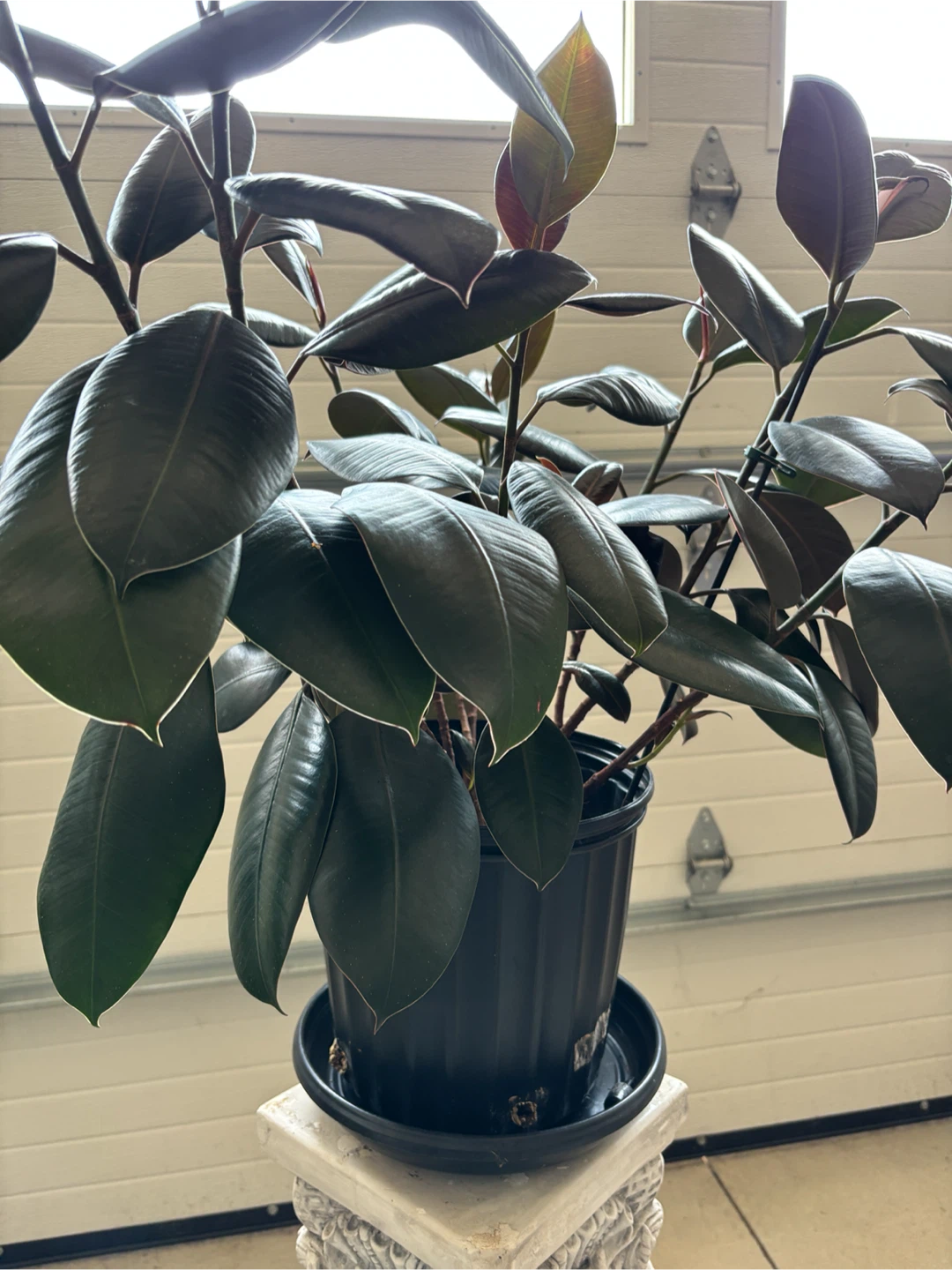 Rubber Plant - photo 2