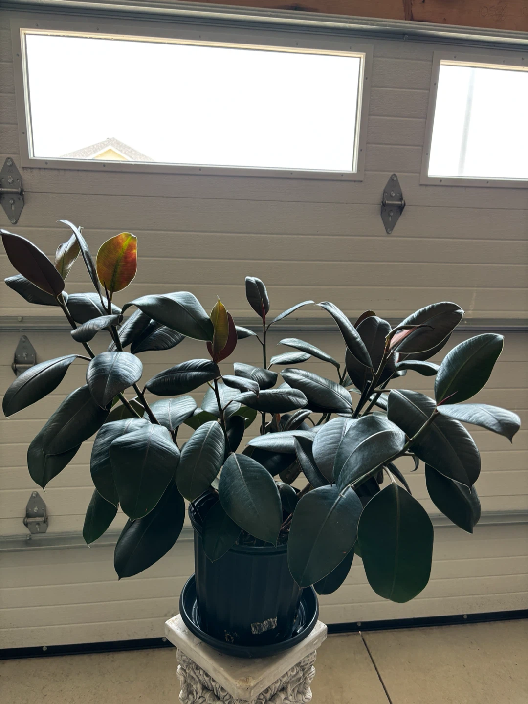 Rubber Plant - photo 3