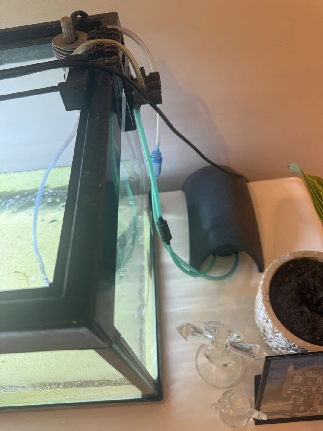 30 long gallon tank - photo 2
