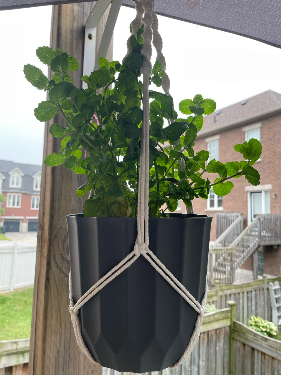 Mint Plant in Grey Pot with hanger