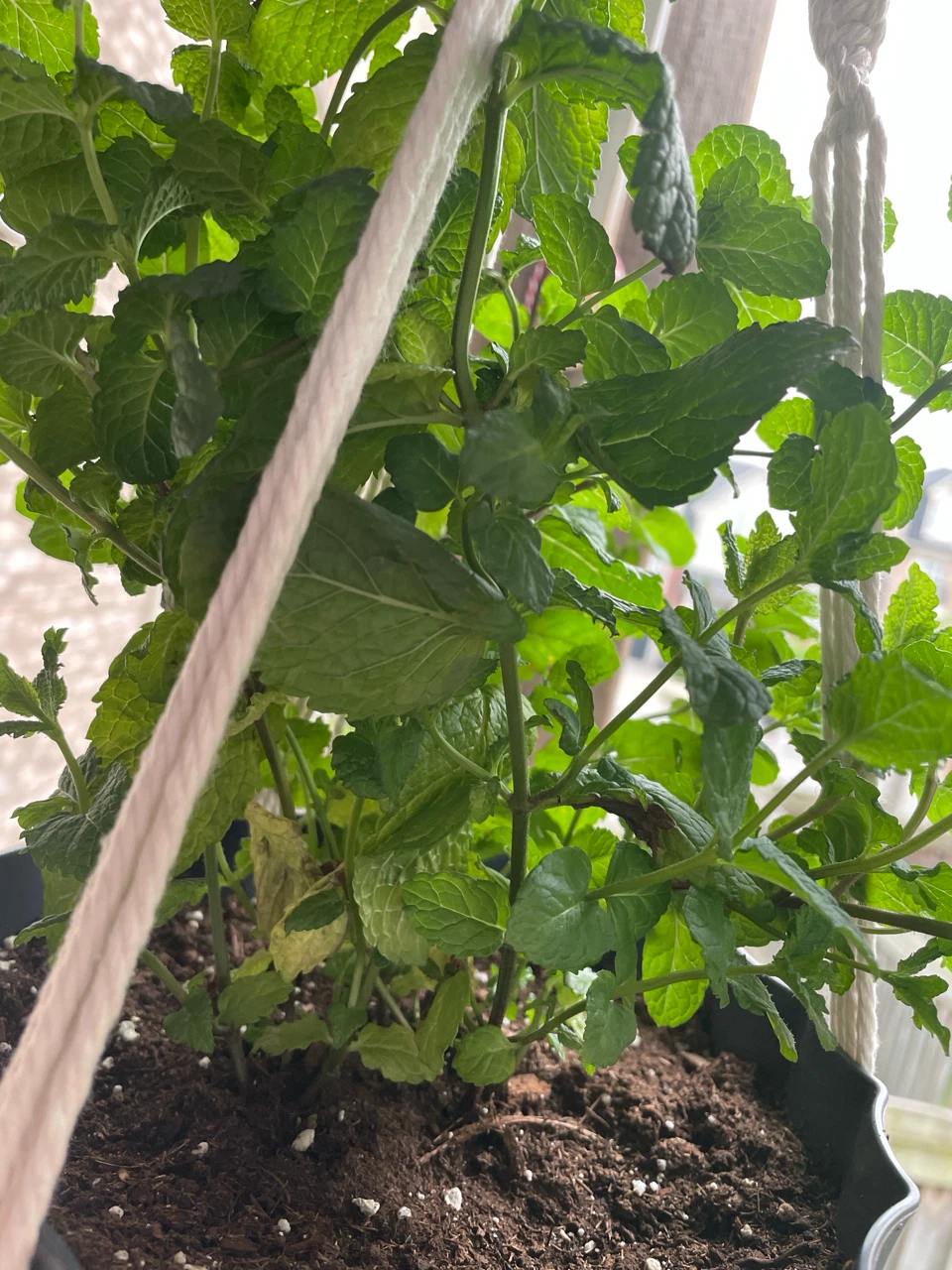 Mint Plant in Grey Pot with hanger - photo 2