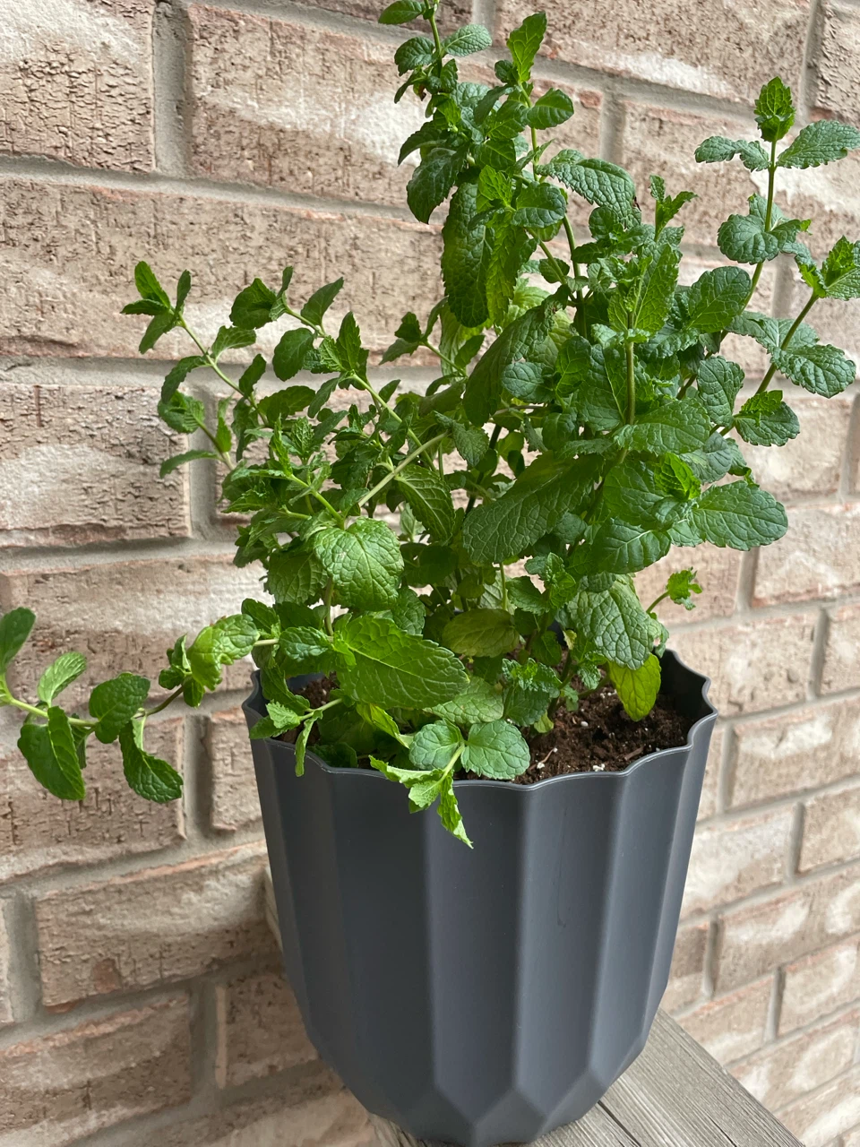 Mint Plant in Grey Pot with hanger - photo 3