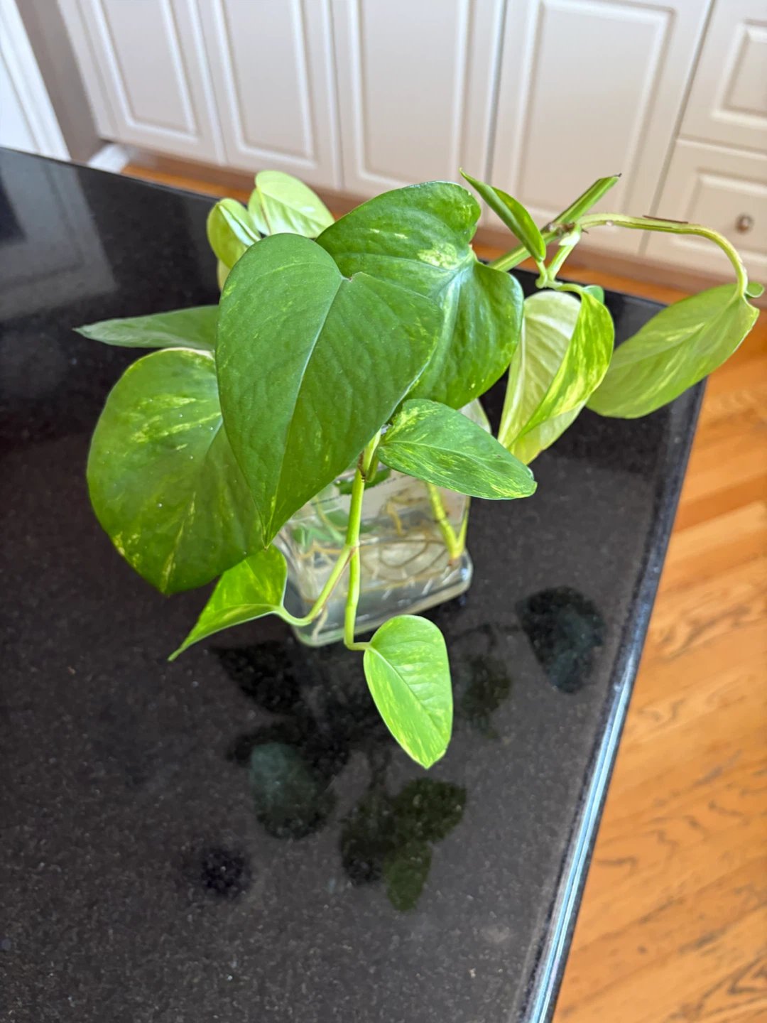 Pothos Plant Cuttings in Water