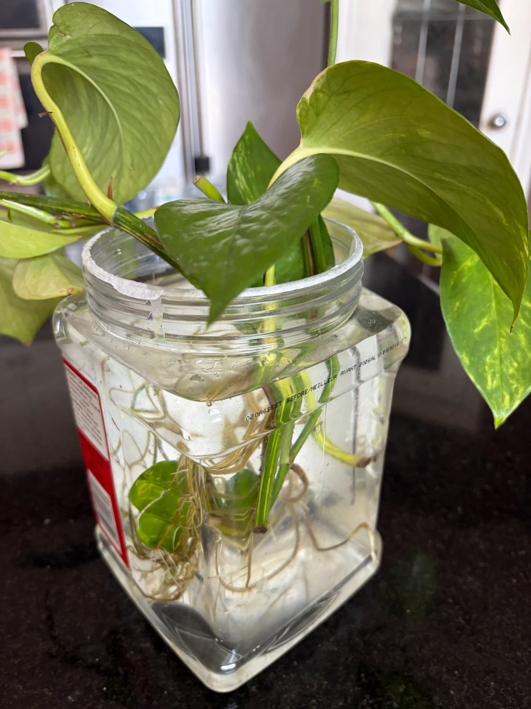 Pothos Plant Cuttings in Water - photo 2