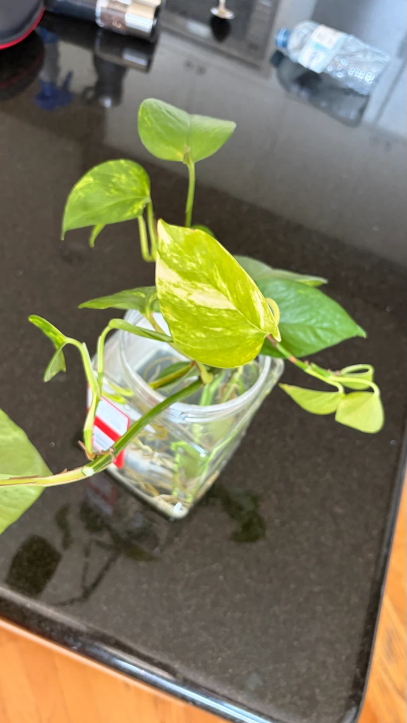 Pothos Plant Cuttings in Water - photo 3