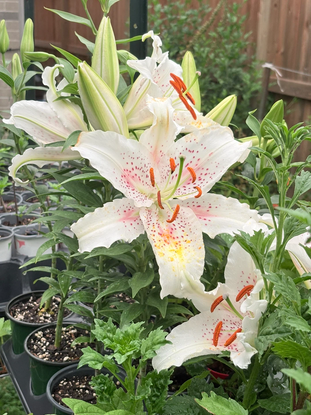 Oriental Lily Plants, already blooming