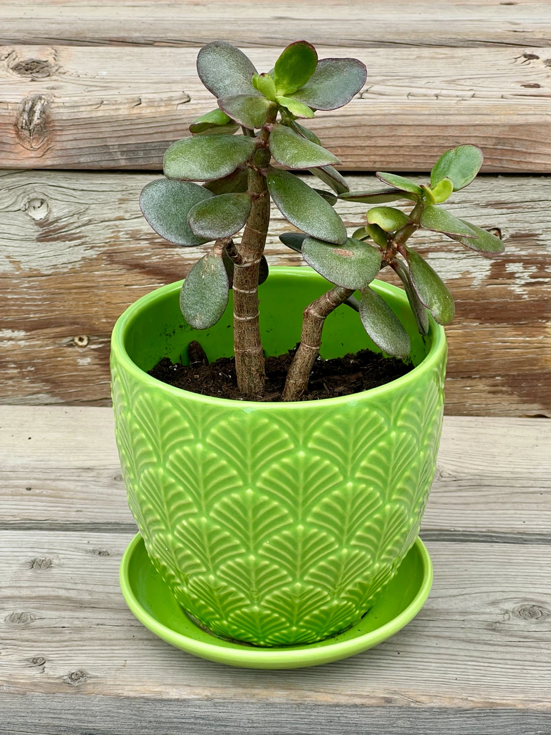 Lucky Jade Plant Tree in Green Ceramic Pot