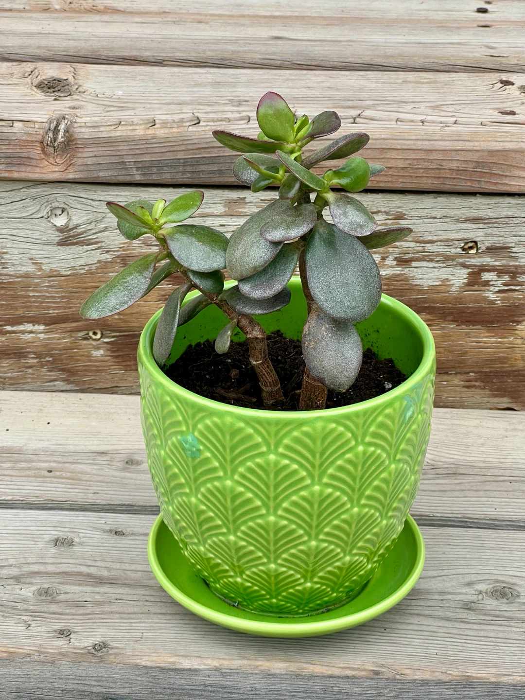 Lucky Jade Plant Tree in Green Ceramic Pot - photo 2