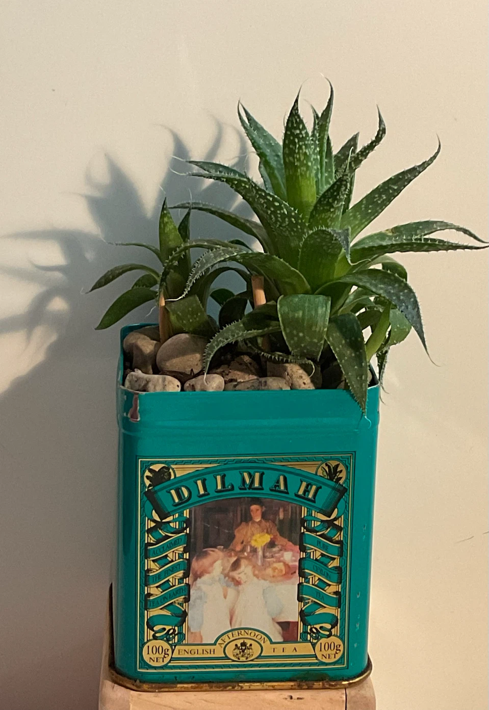 Lace Aloe Succulent in Vintage Dilmah Tea Tin
