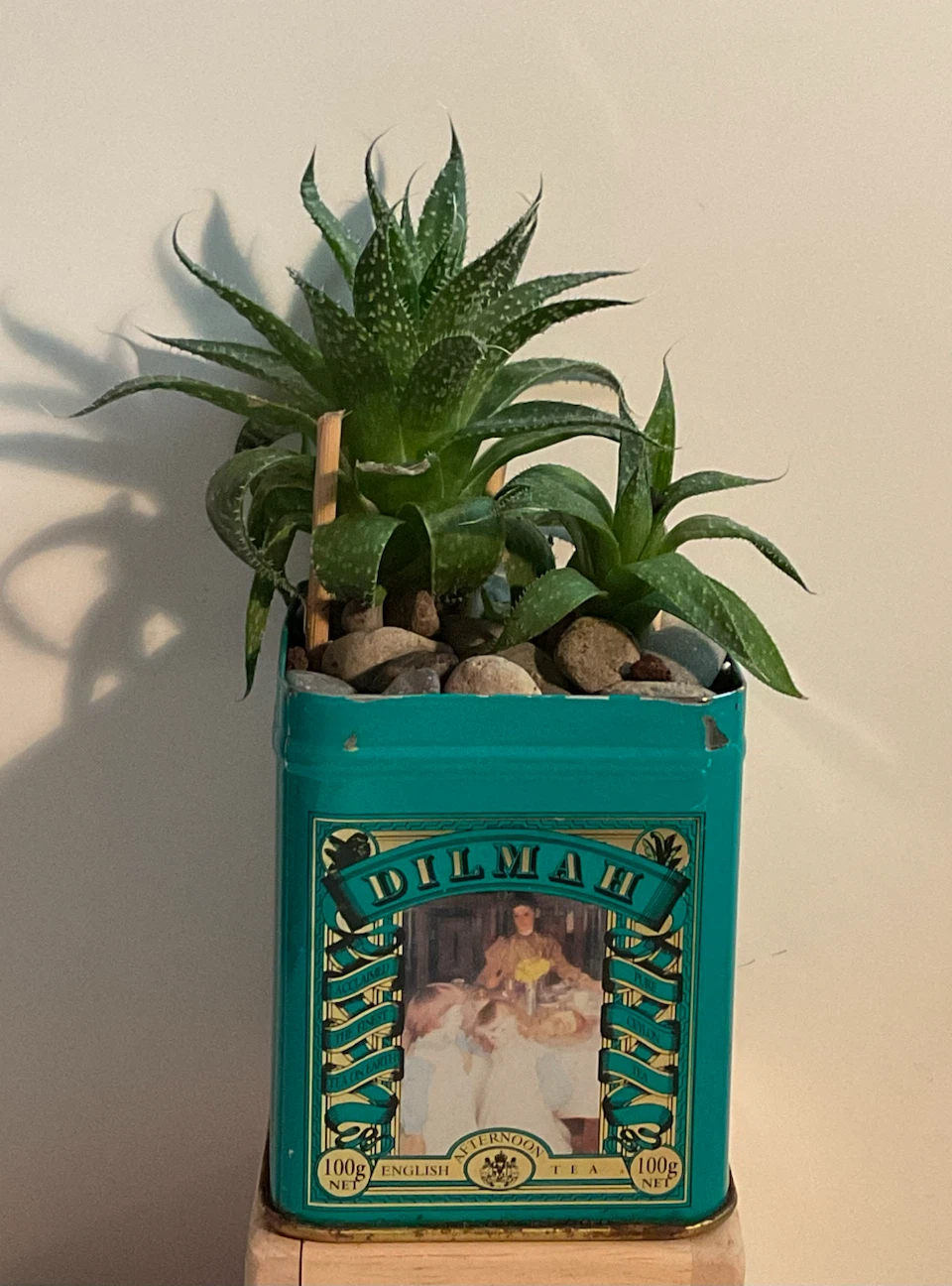 Lace Aloe Succulent in Vintage Dilmah Tea Tin - photo 2