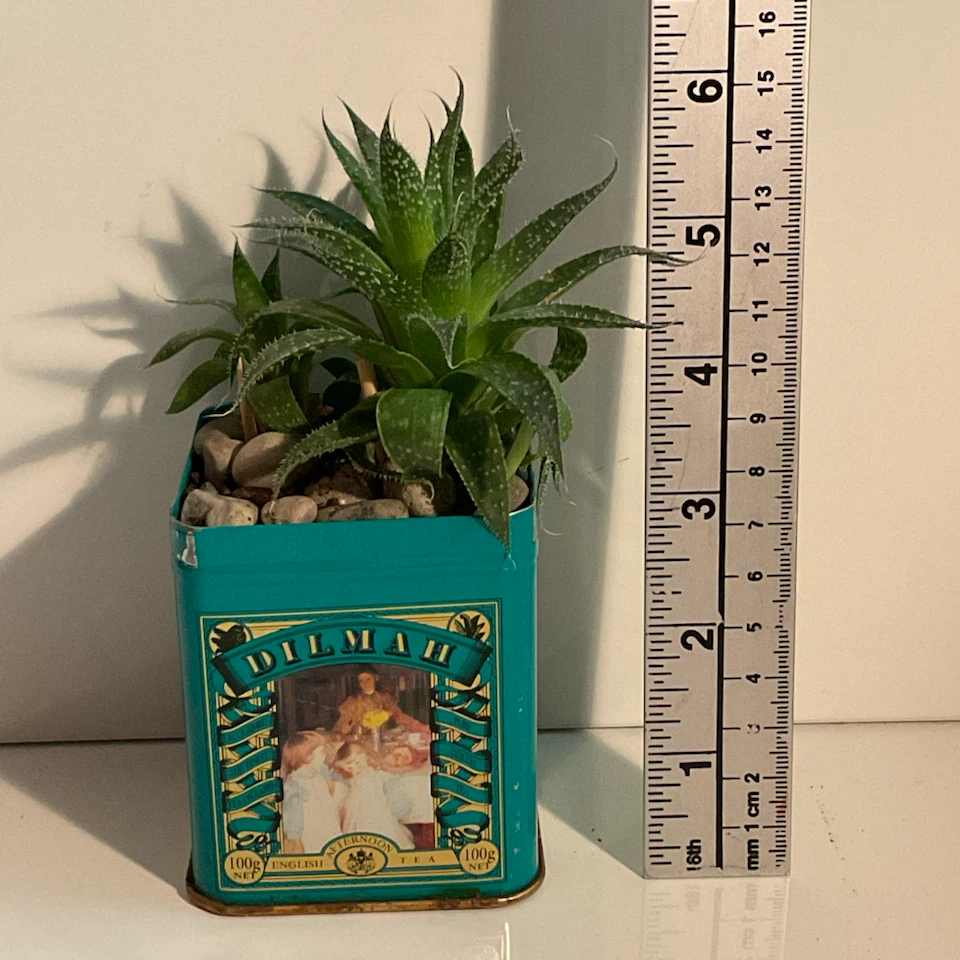 Lace Aloe Succulent in Vintage Dilmah Tea Tin - photo 3
