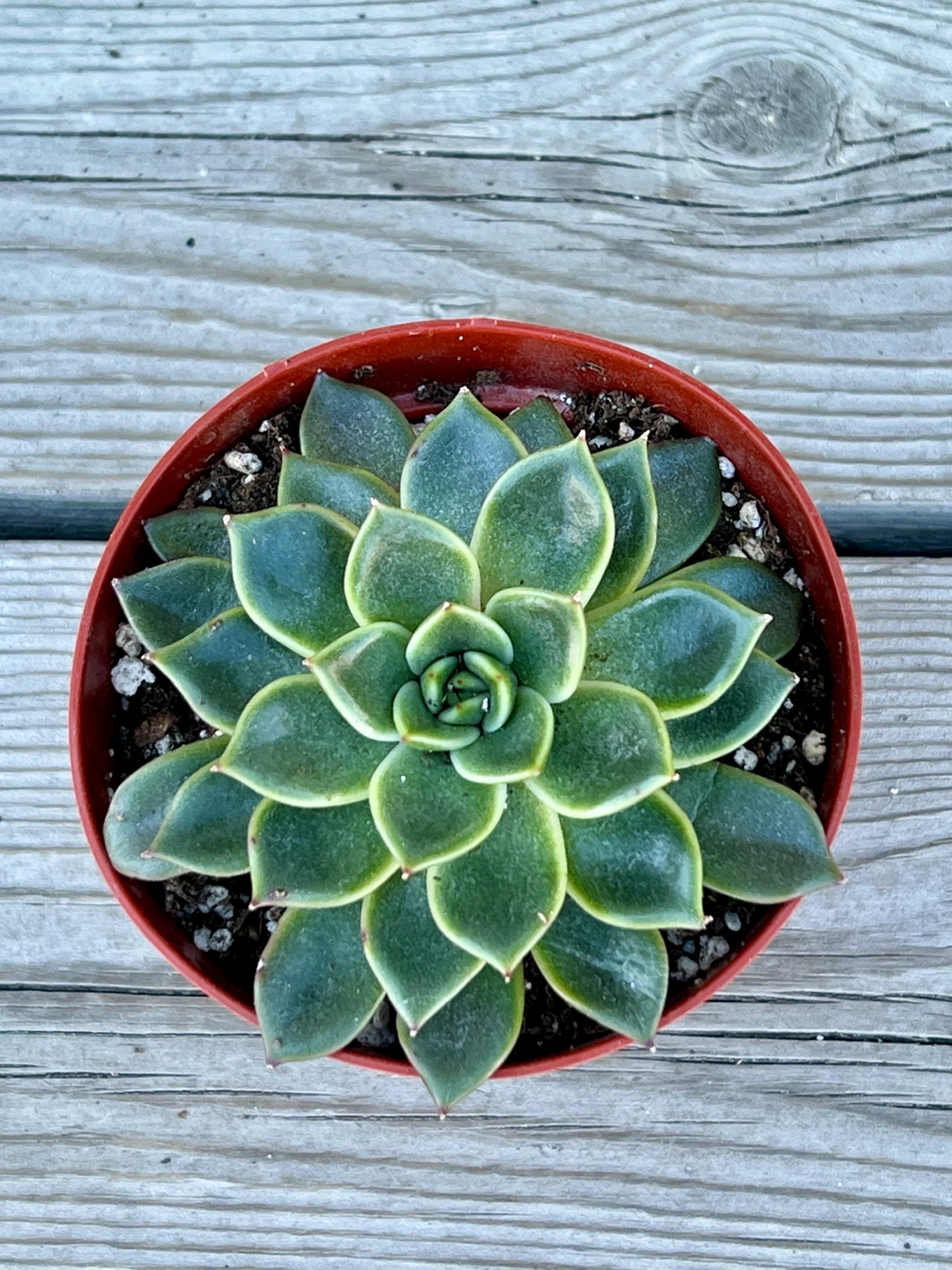 Lovely Rosette Succulent Plant