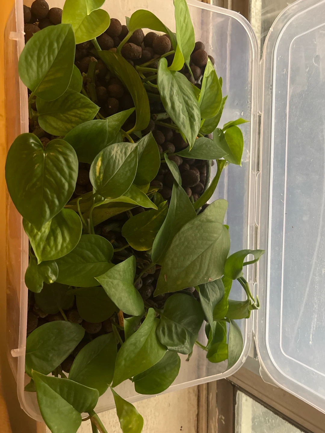 Pothos Cuttings
