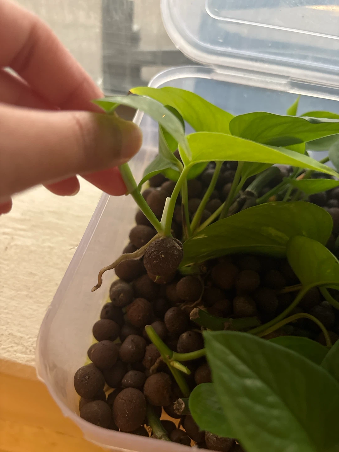 Pothos Cuttings - photo 2