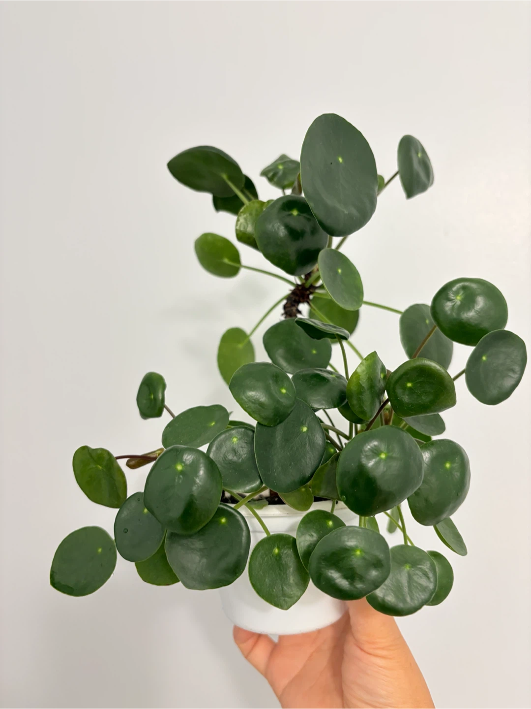 Coin tree  - Pilea money Plant