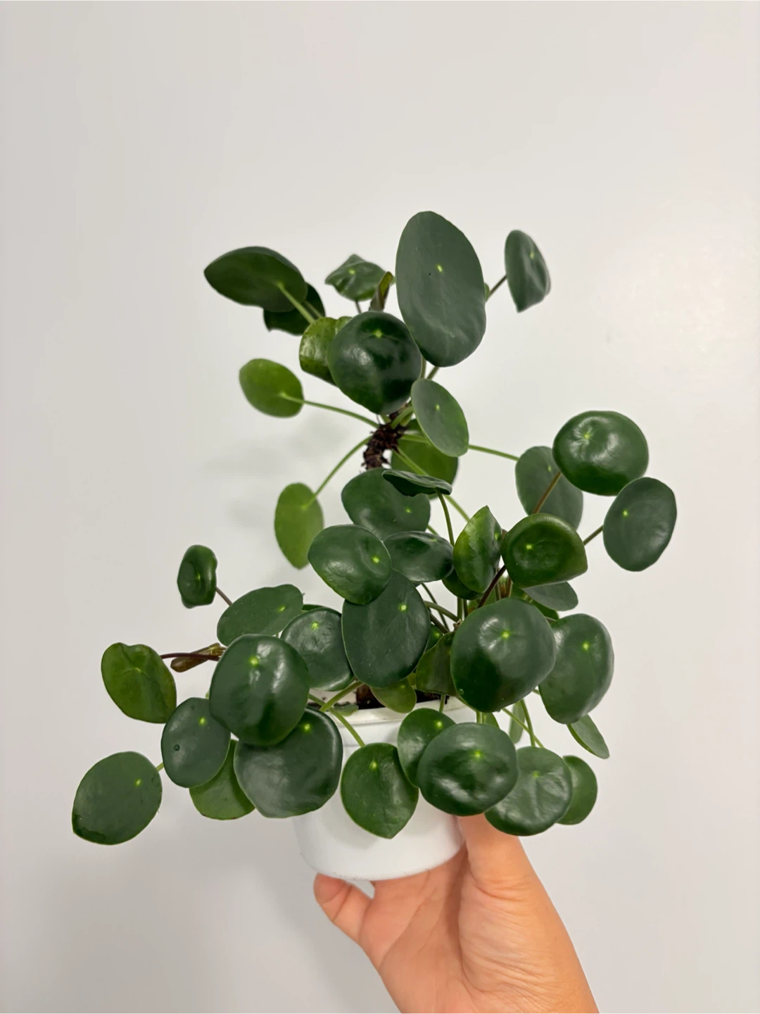 Coin tree  - Pilea money Plant - photo 2