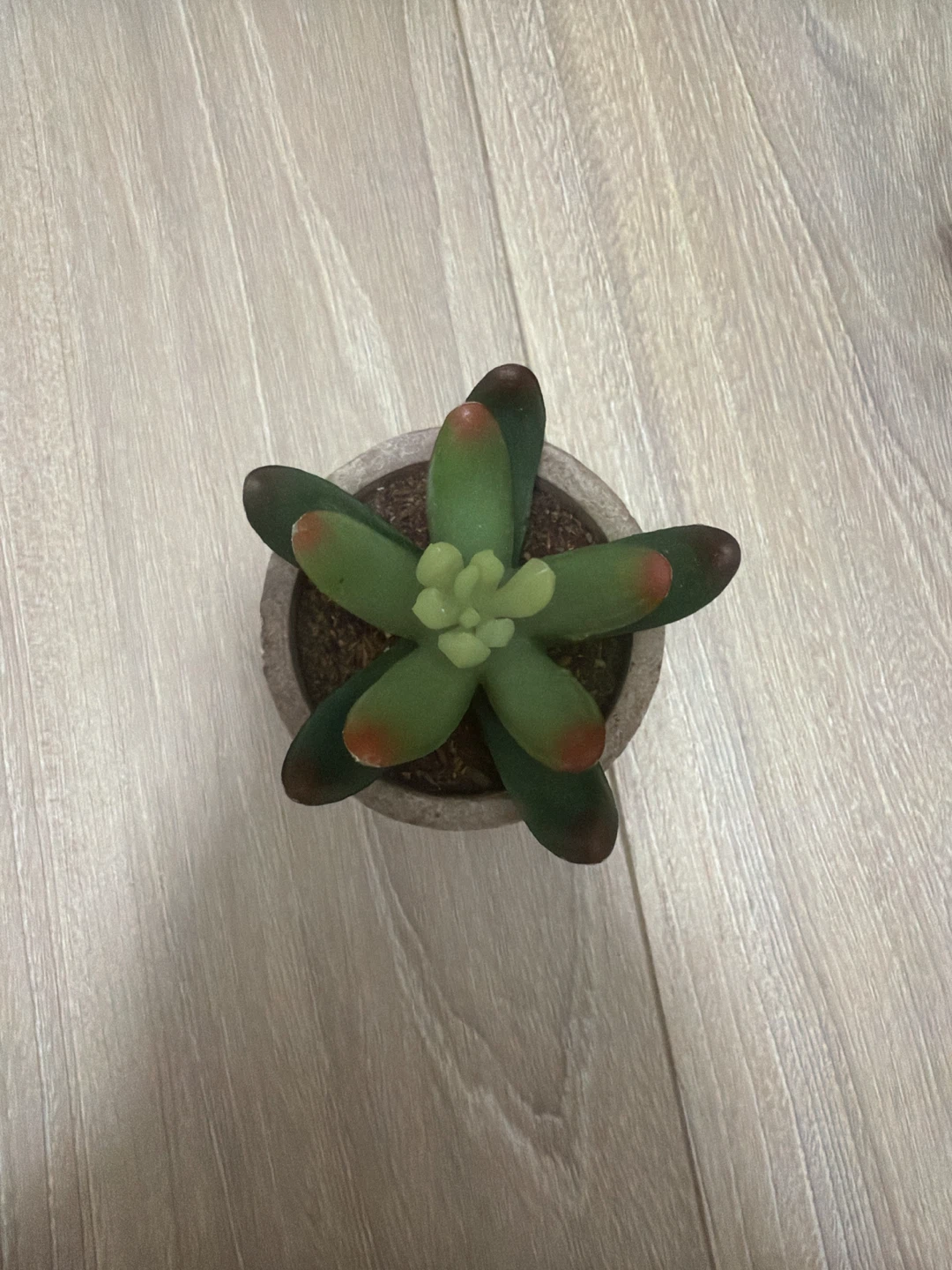 Set of 2 artificial succulant plants - photo 2