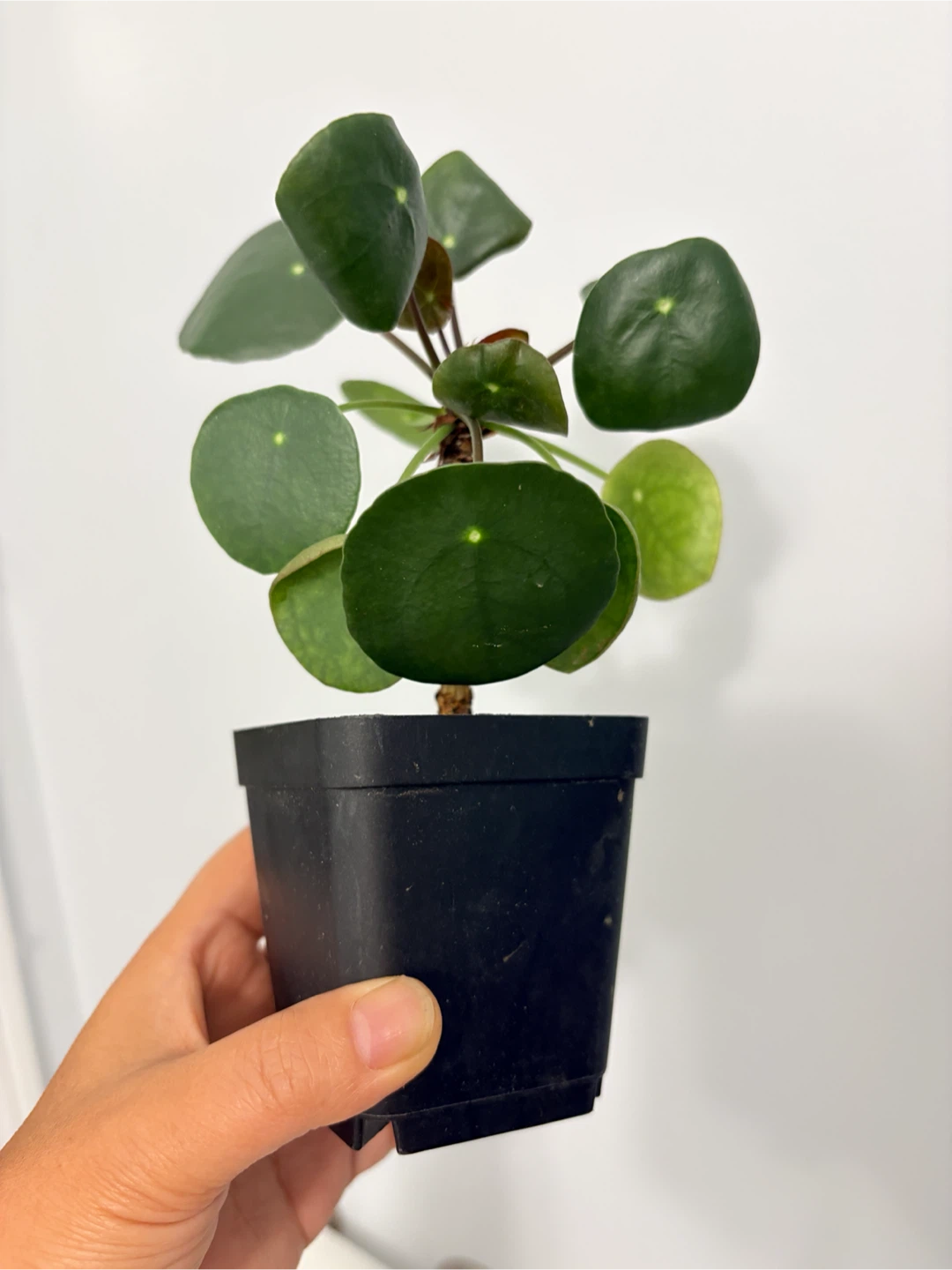 Cute coin tree -  Pilea Peperomioides Plant