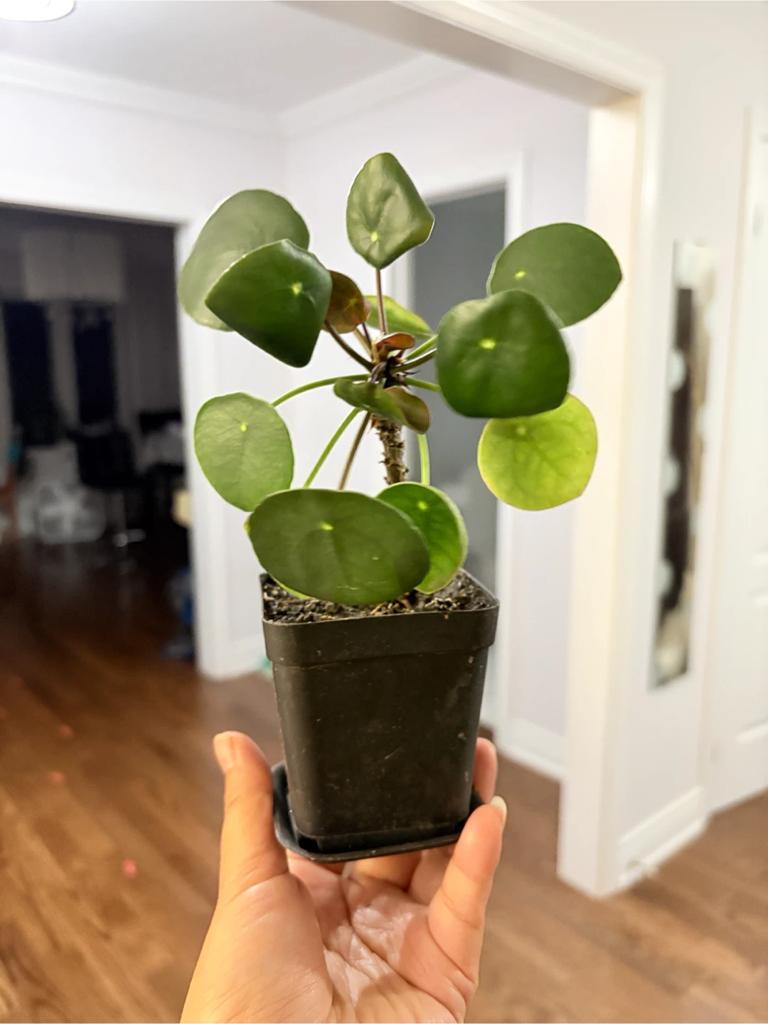 Cute coin tree -  Pilea Peperomioides Plant - photo 2