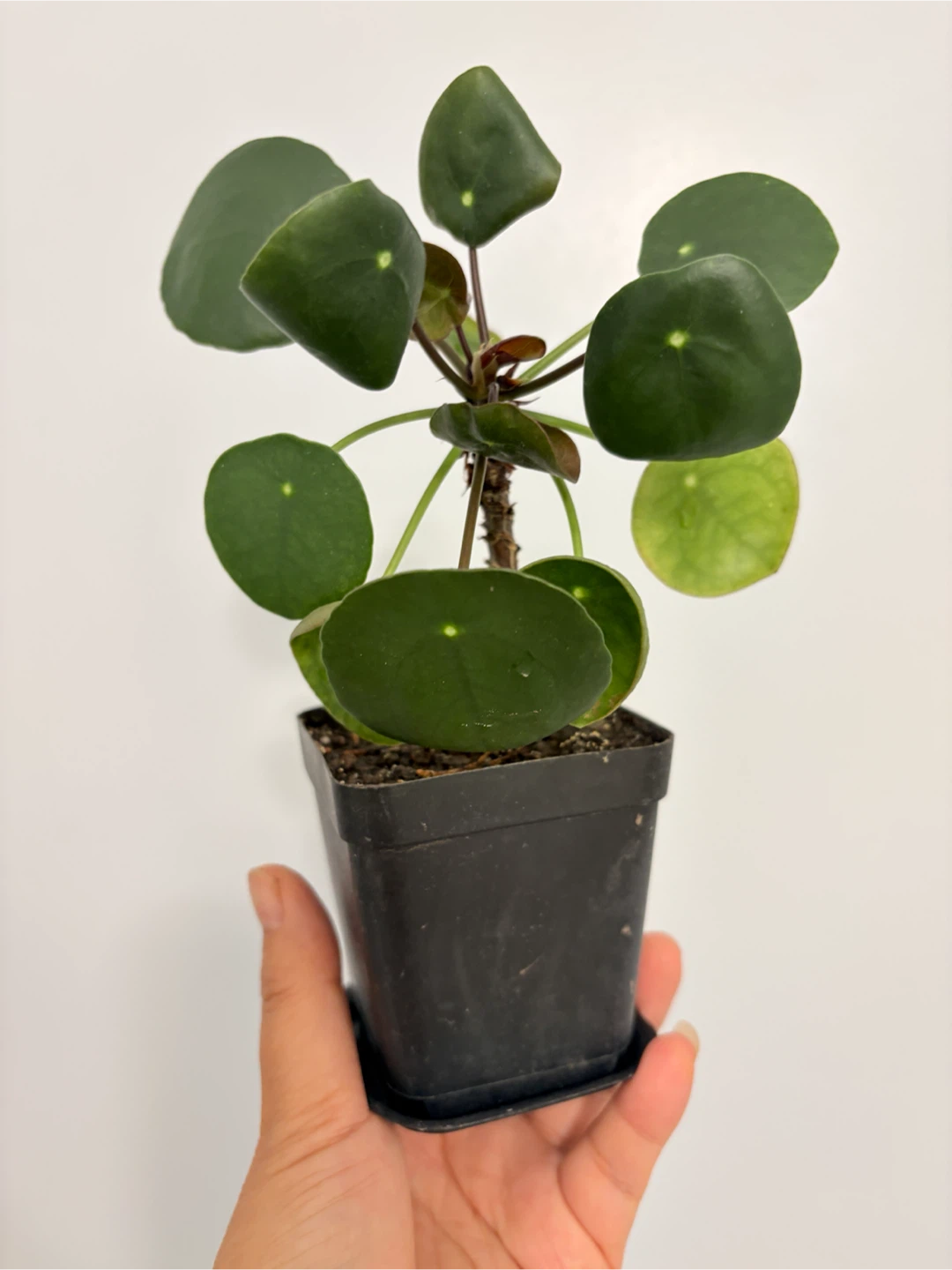 Cute coin tree -  Pilea Peperomioides Plant - photo 3