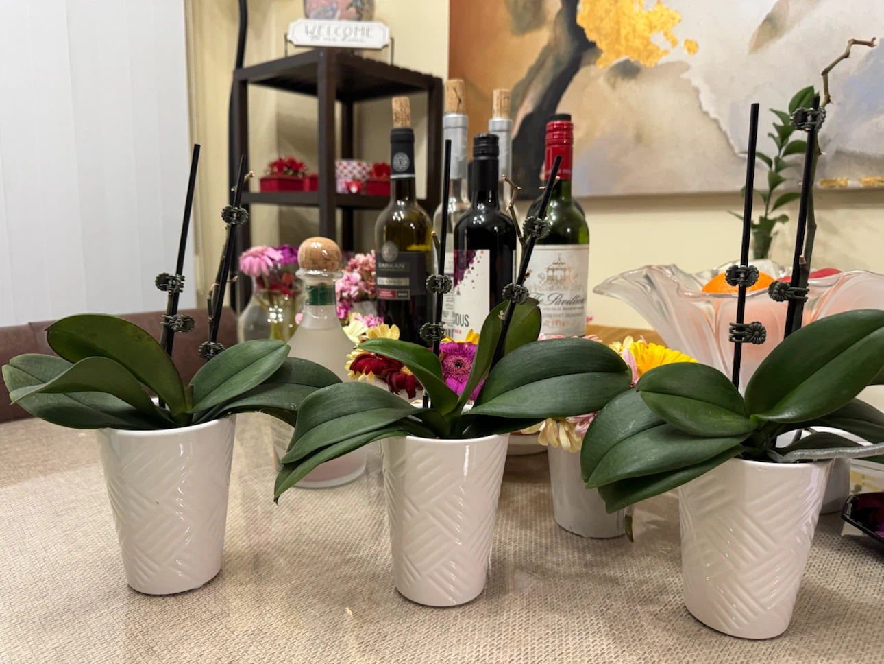 Three Mini Orchid Plants in White Pots