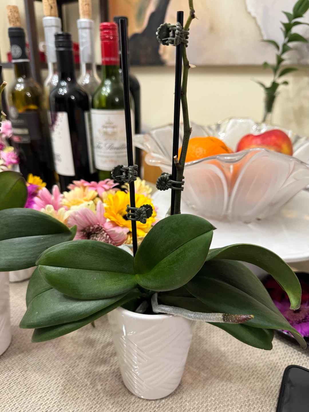 Three Mini Orchid Plants in White Pots - photo 3
