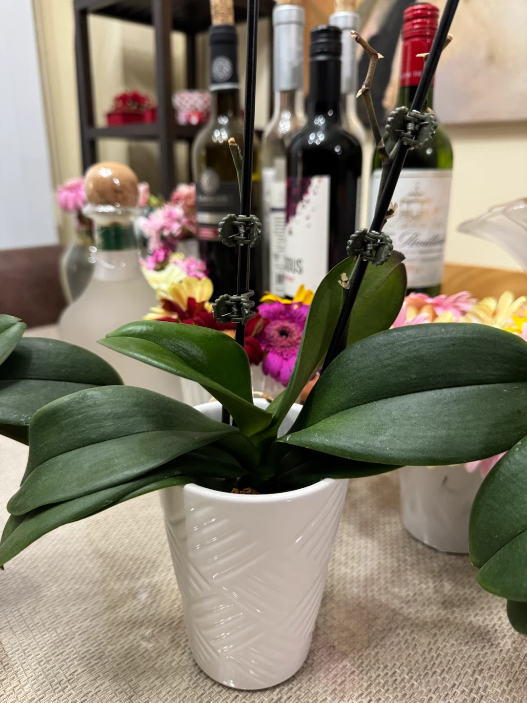 Three Mini Orchid Plants in White Pots - photo 4