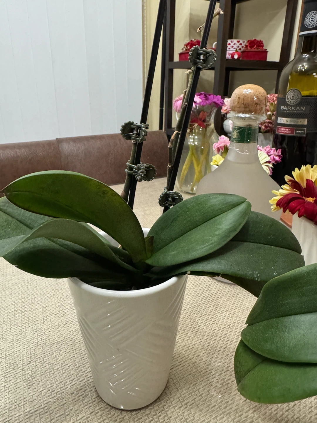 Three Mini Orchid Plants in White Pots - photo 5