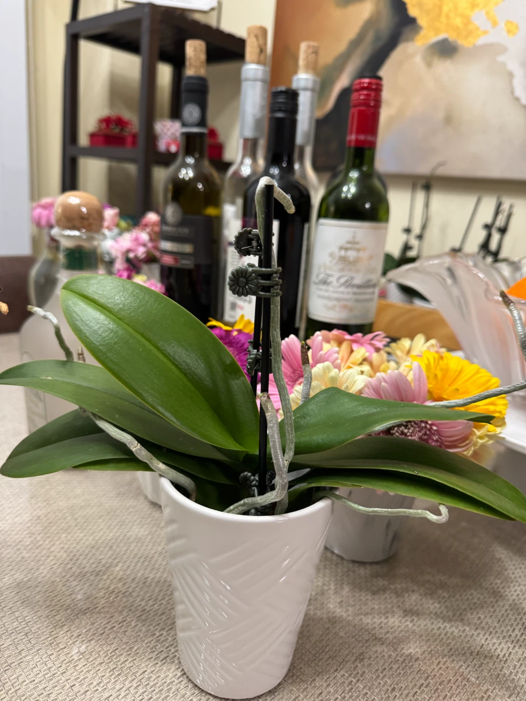 Three Orchid Plant in White Pot - photo 4