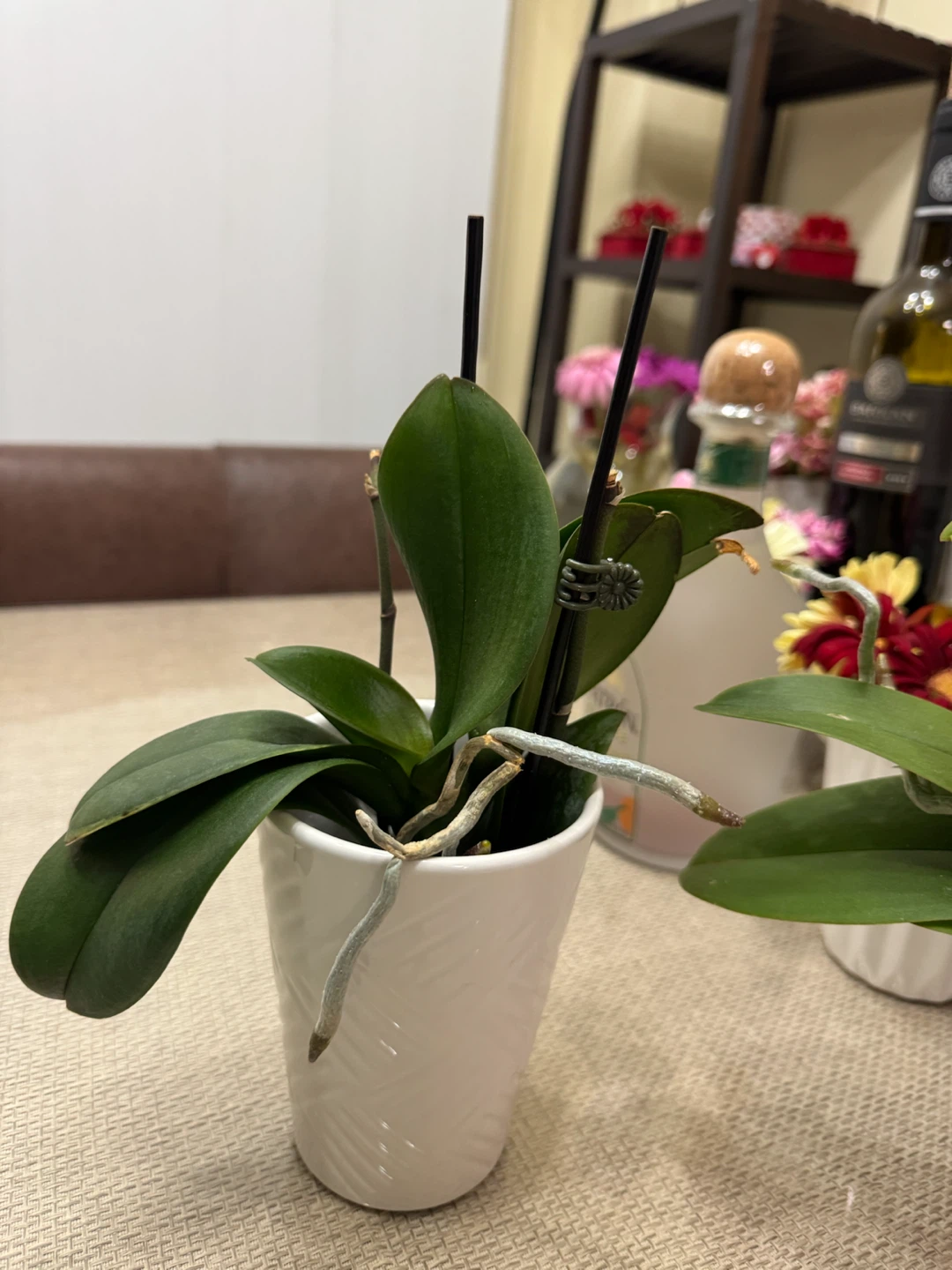 Three Orchid Plant in White Pot - photo 5