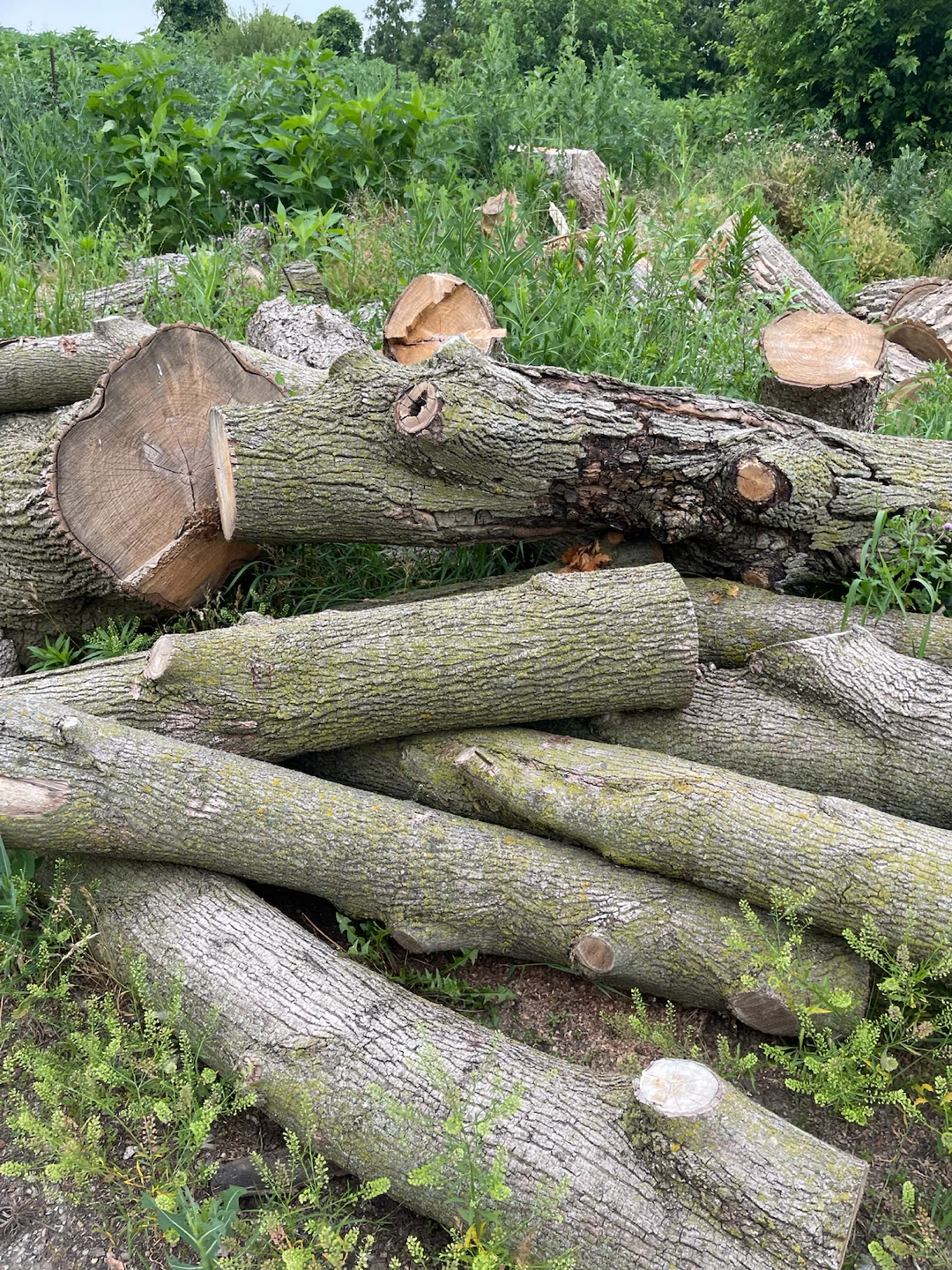 logs for firewood or wood projects